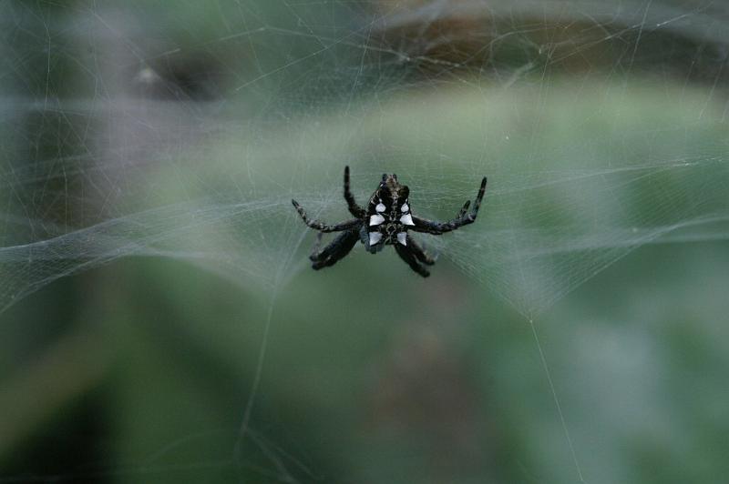 Cyrtophora_citricola_D3183_Z_82_Valle Gran Rey_Spanje.jpg